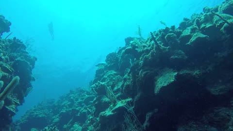 Sea Turtle and Snorkeler