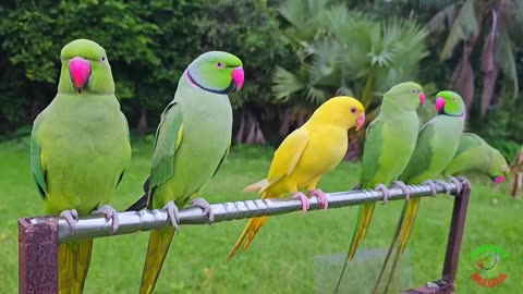 ringneck parrot talking