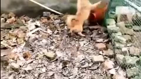 Chicken VS Dog Fight - Funny Dog Fight Videos