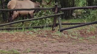 Elk Struggles to Remove Tree Branch From Antlers