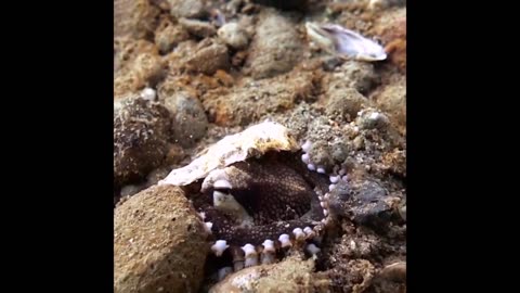 Smart Octopus Disappearing From Predators