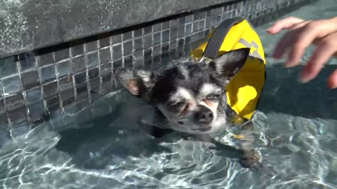 Teaching My Pets (dogs) How To Swim!