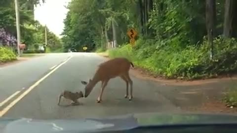 A new born deer gets up and walk away with the Mama from a car