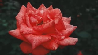 See the red rose