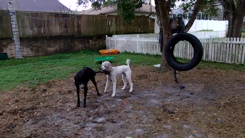 Sully playing with poodle.