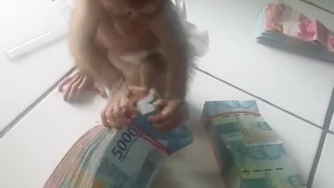 Funny Monkey Counting Money