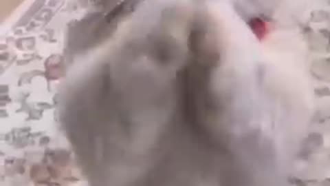 Funny video ,cat funny