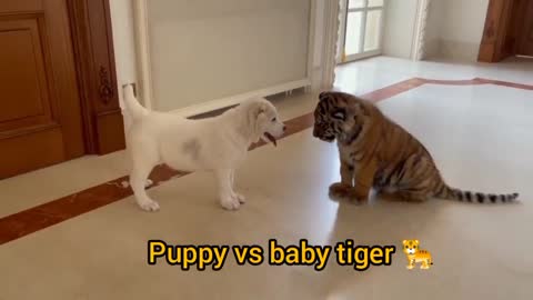 funny dog vs baby tiger playing