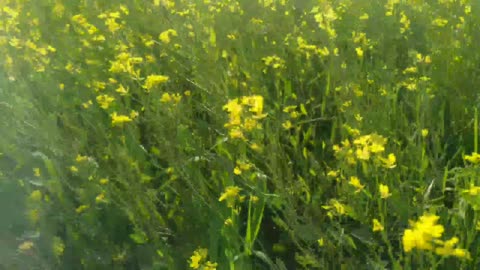 Beauty of Mustard Flower