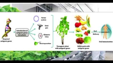 Vaxing Our Food-Lettuce Being Tested For mRNA Food