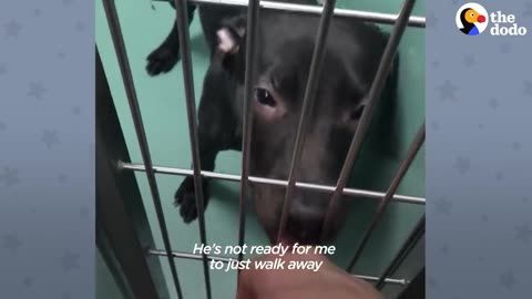 Cop finds a Pit bul chained up in the rain