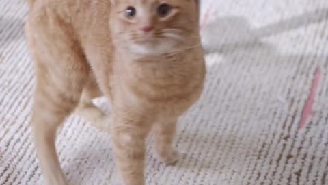 Prepare for Cuteness Overload Watch This Adorable Ginger Cat Look Around!