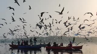 See the beauty of nature (sea and birds)