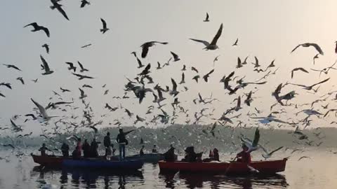 See the beauty of nature (sea and birds)