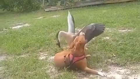 Goose and Dog Play together.