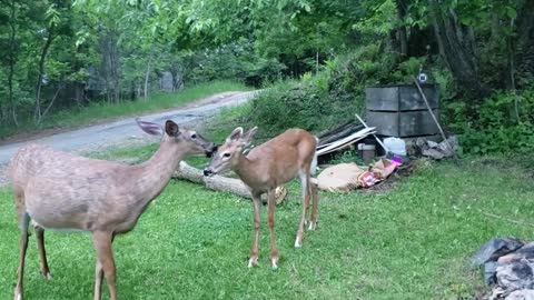 super friendly mom and baby deer visit human being