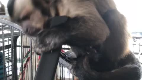 Monkey versus vacuum