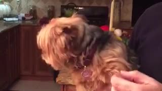 Yorkie making squeaky sound when being touched