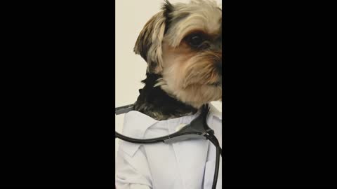 Dog Wearing a Doctor Costume