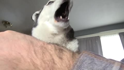 What I See When Play Fighting My Husky