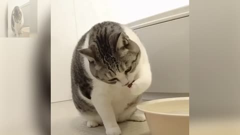 A cat drinking water