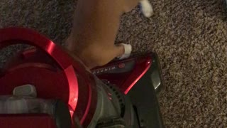 Vacuum vs Puppy