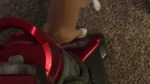 Vacuum vs Puppy