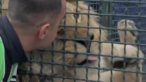A happy rescue | Simba the lion finally home where he belongs