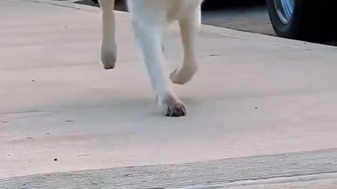 Cute Dog Dance on the road