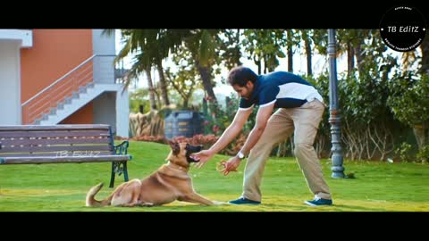 Dog Lovers Whatsapp Status 🐕