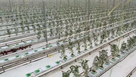 Amazing Greenhouse Tomatoes Farming - Greenhouse Modern Agriculture Technology