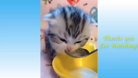 Funny cat videos of the week! Cat memes! Hilarious!