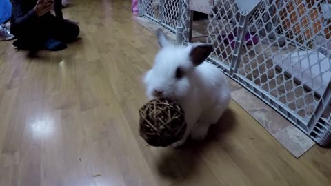 Bunny loves to bounce his willow ball