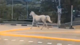 Real White horse running wild on Roas