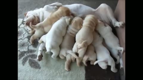 Filhotes de Sharpei