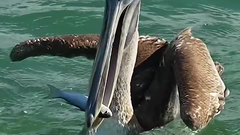Young pelican swallows fish while