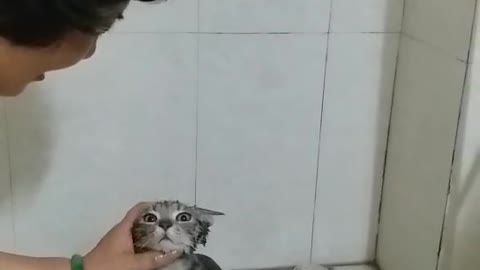 Adorable Cat Loves to Shower