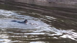 Monkey Swimming from Brazil to Bolivia