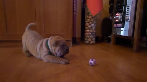 Shar Pei puppy adorably skeptical of ball