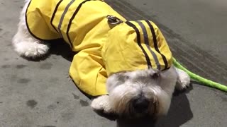 White dog in yellow raincoat