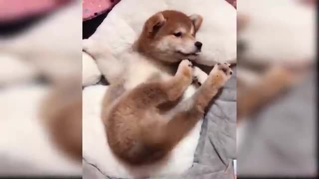 Baby Dogs - Cute and Funny Dog Videos Compilation #1