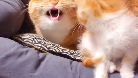 Anak kucing kaget denger suara ibu nya