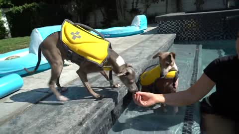 Teaching My Dogs How To Swim Like a Champ
