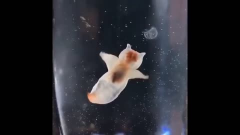 amazing strange fish