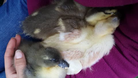 Cute ducklings fall asleep in owner's arms