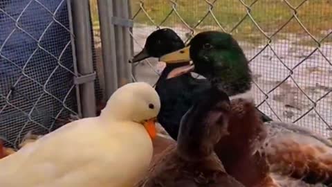 Ducks of different breeds live in harmony and eat dinner together.