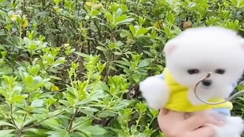 Mini Pomeranian 🔴 Funny and Cute Pomeranian Videos | Funny Puppy Videos 2020