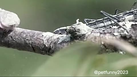 Devil insects😈😱watch till end