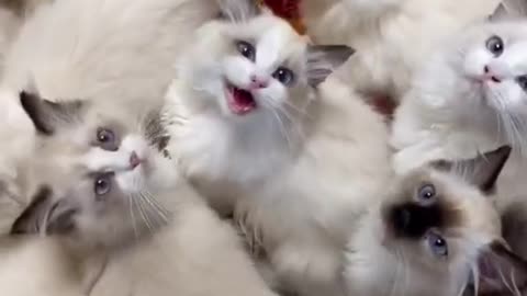 ravishing cute kittens