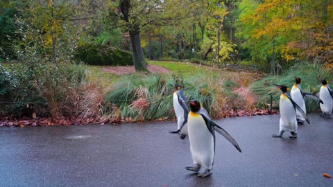 Dozens Of King Penguins Enjoy Their Daily Walk Among Visitors